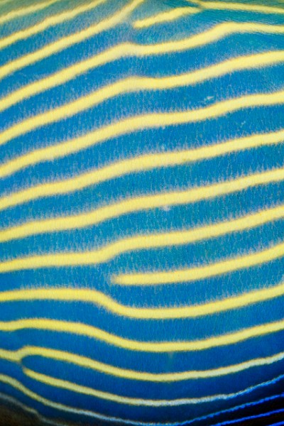 Emperor Angelfish Skin Pattern, Background Texture